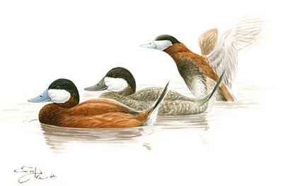 las aves acuaticas de la laguna del Otun